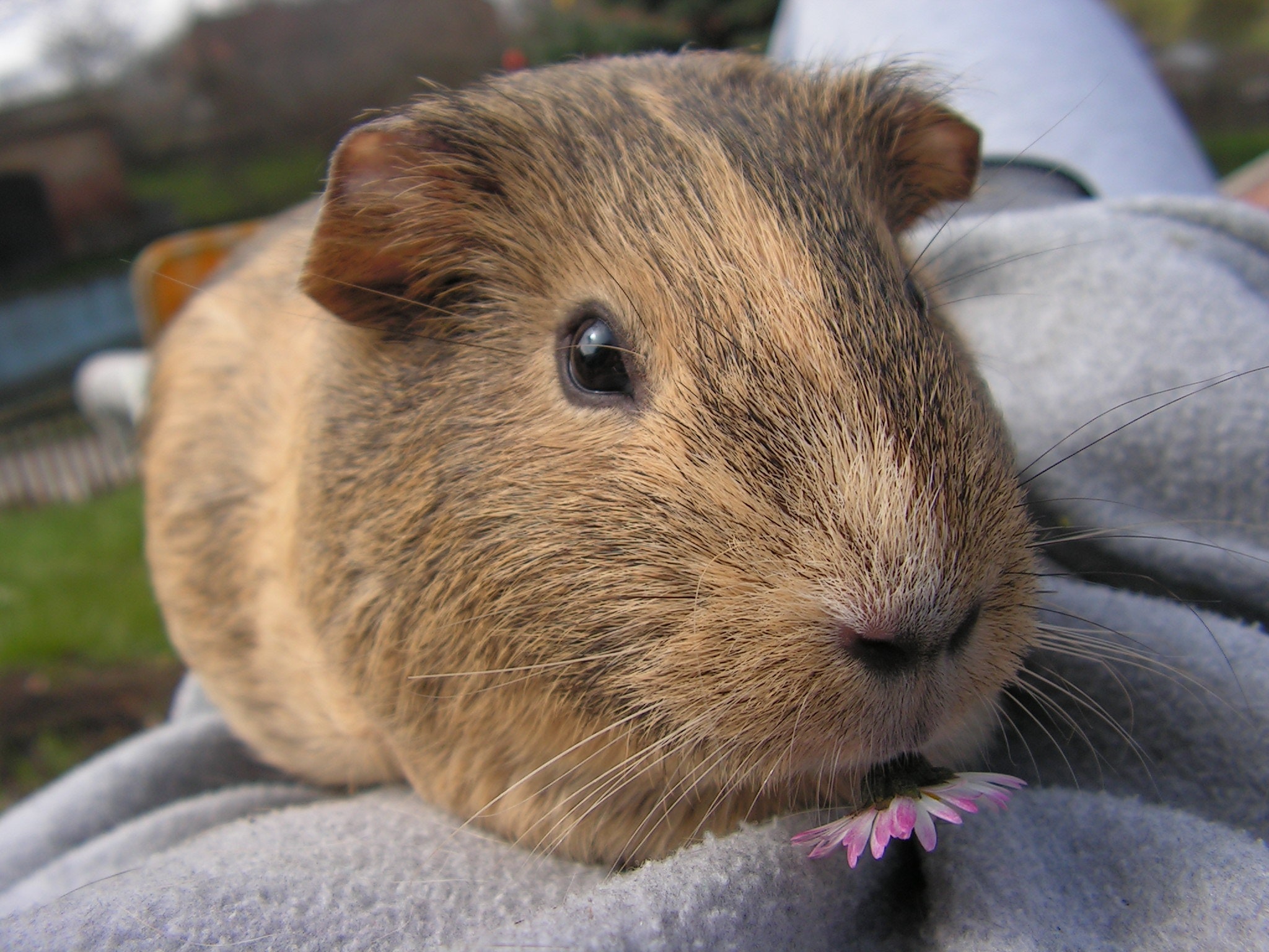 ADOPT A RESCUED GUINEA PIG MONTH -March 2023 National Today