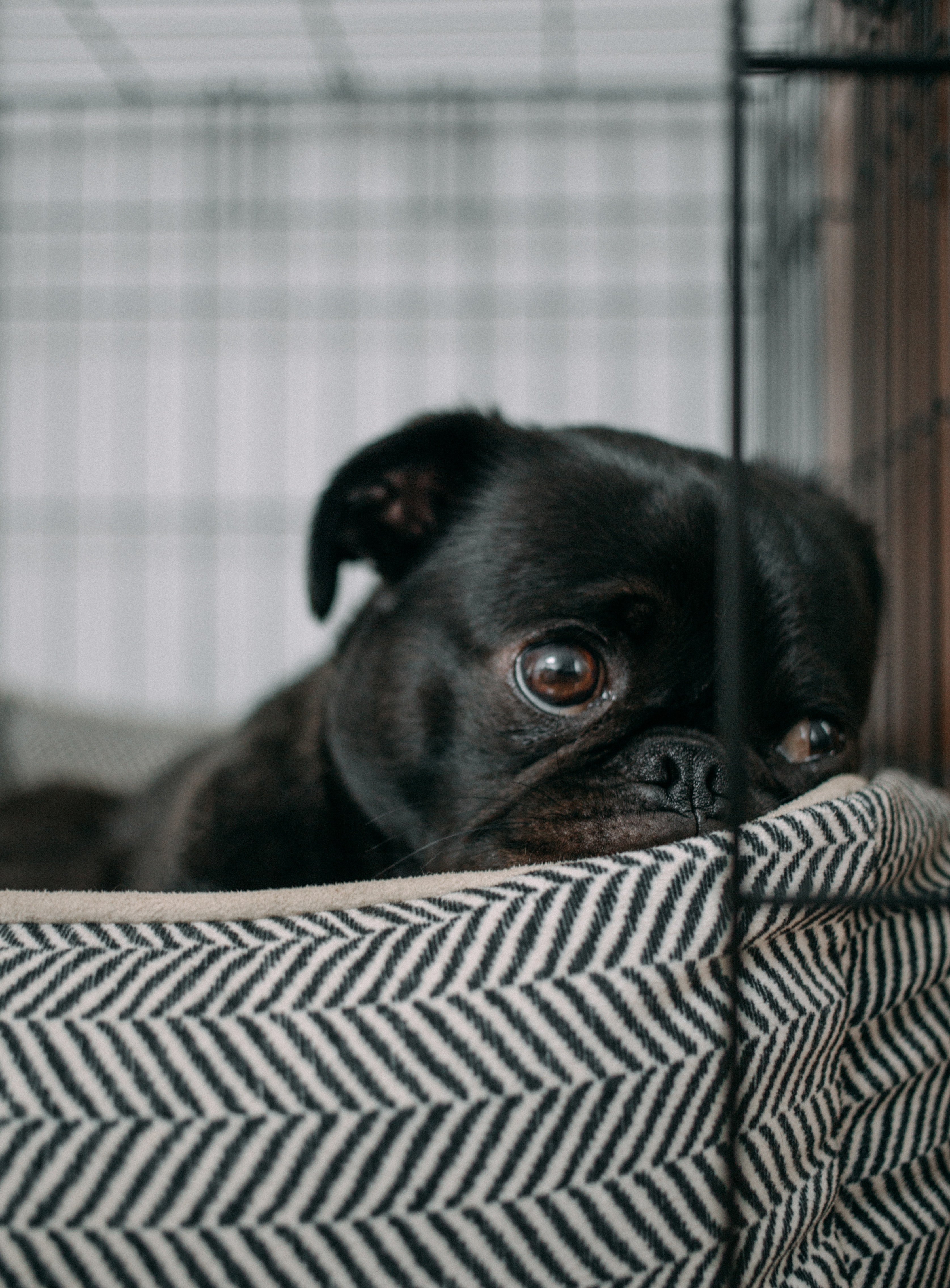 Anxiety, pets, and mental health - Ontario SPCA and Humane Society