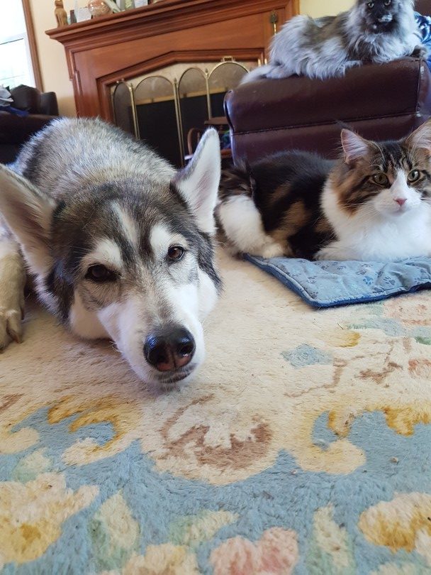 Proof that cats and dogs can be BFFs - Ontario SPCA and Humane Society