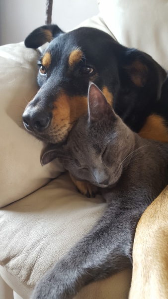 cats and dogs bffs, cat and dog cuddling