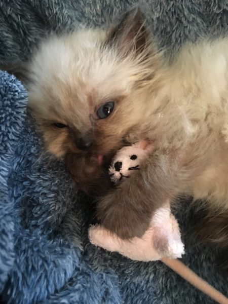 kitten, iAdopt, canada's cutest rescue pet