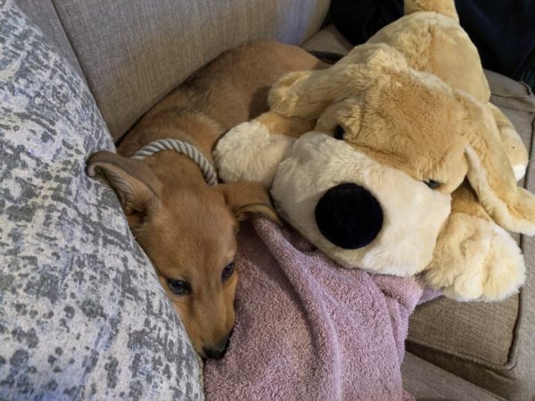 cuddle up, iAdopt, canada's cutest rescue pet