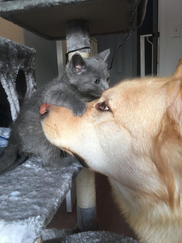 Proof that cats and dogs can be BFFs - Ontario SPCA and Humane Society