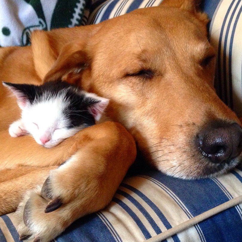 Proof that cats and dogs can be BFFs - Ontario SPCA and Humane Society