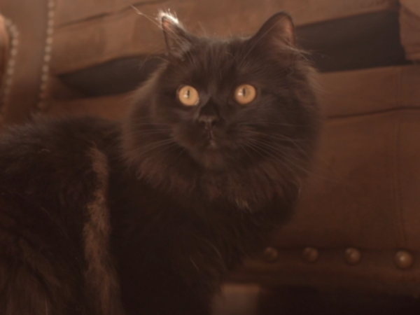 Glenn, adopted, black cat, black kitten, calendar star, ontario spca rescue