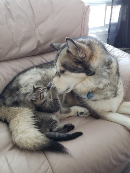 cats and dogs bffs, cat and dog cuddling, husky cuddling cat