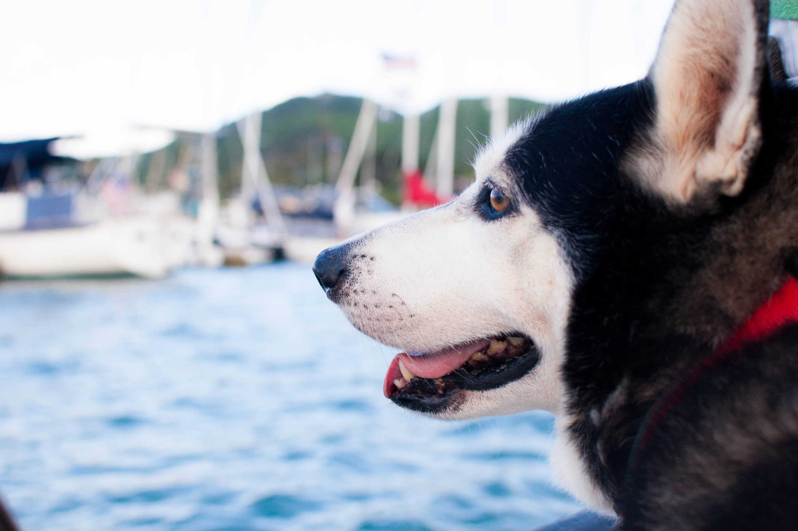 Pet Travel Safety Tips - Ontario SPCA and Humane Society