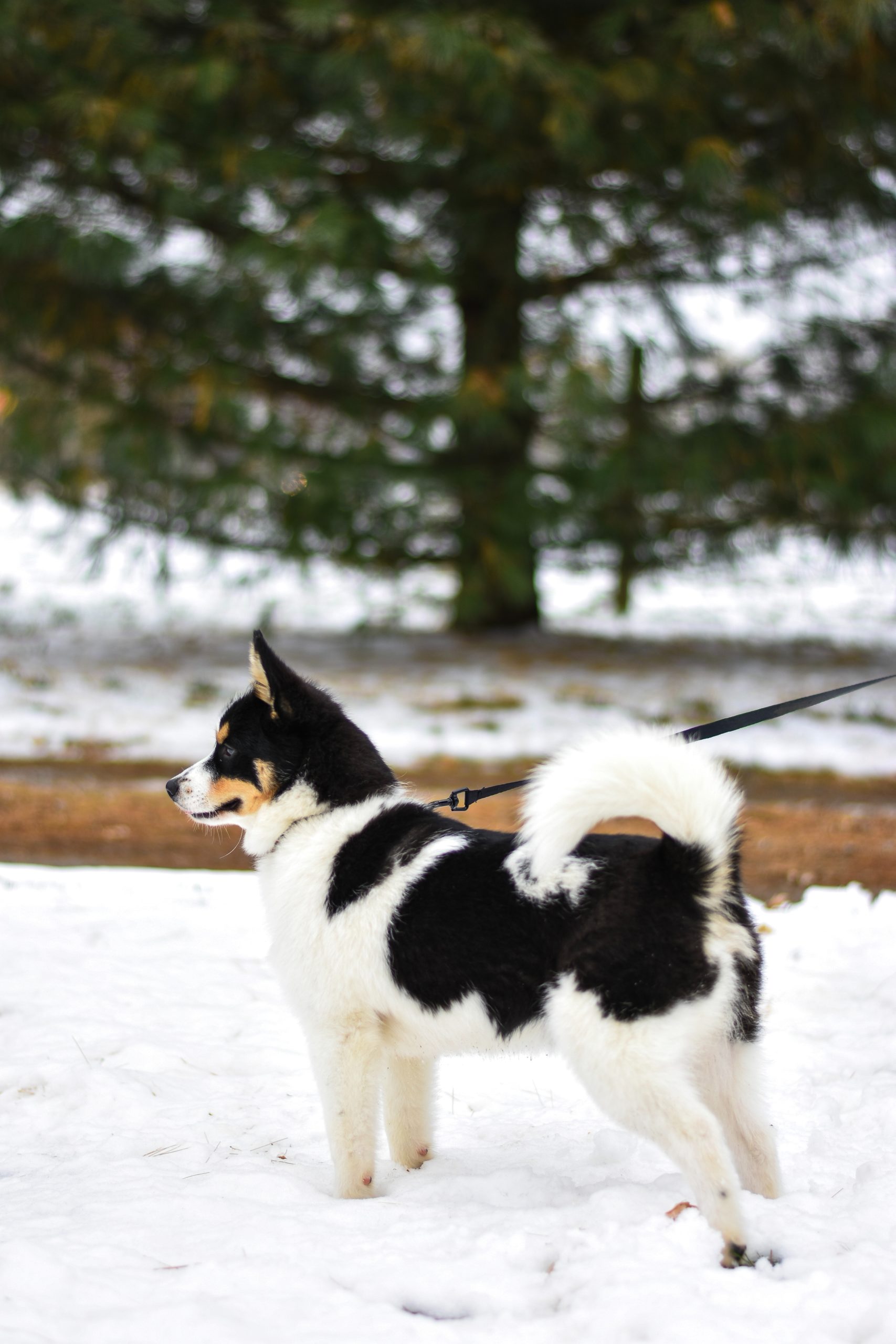 Why You Need To Wash Your Dog's Paws After Every Winter Walk