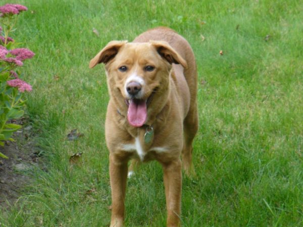 golden retriever, senior dog, adoption update