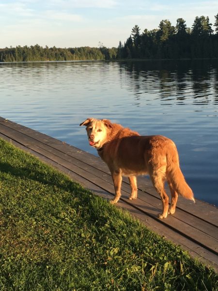 Nova Scotia Duck Toller, adoption update