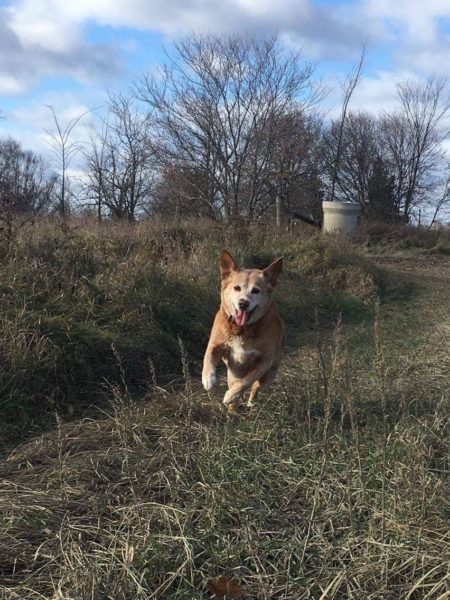 Nova Scotia Duck Toller, adoption update