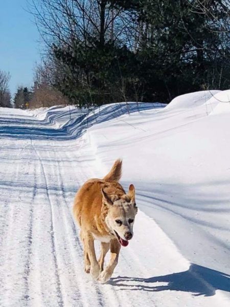 Nova Scotia Duck Toller, adoption update