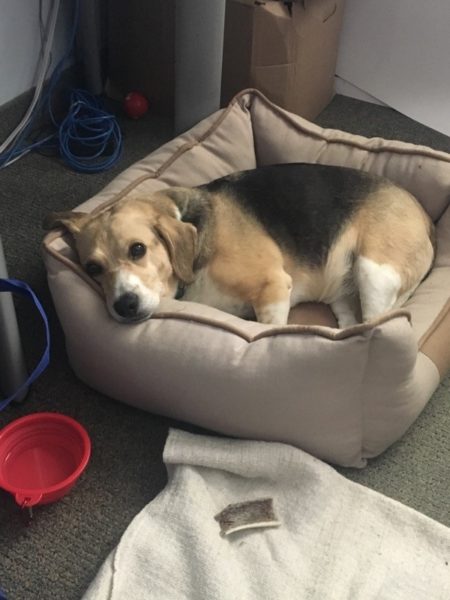 Beagle, have fun at work day