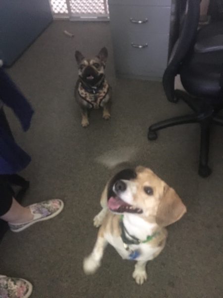 beagle and french bulldog