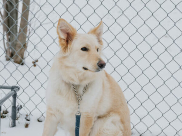 dog outside in snow