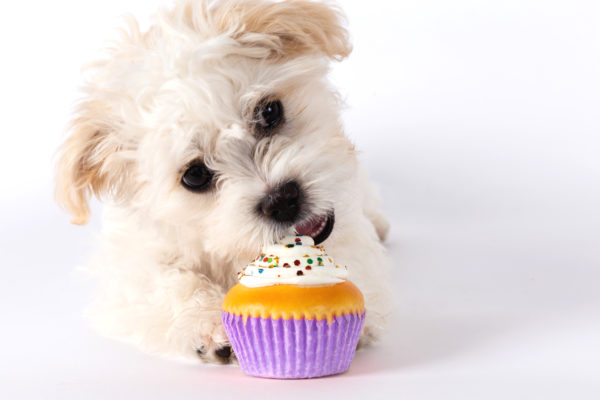dog, national cupcake day, cupcakes