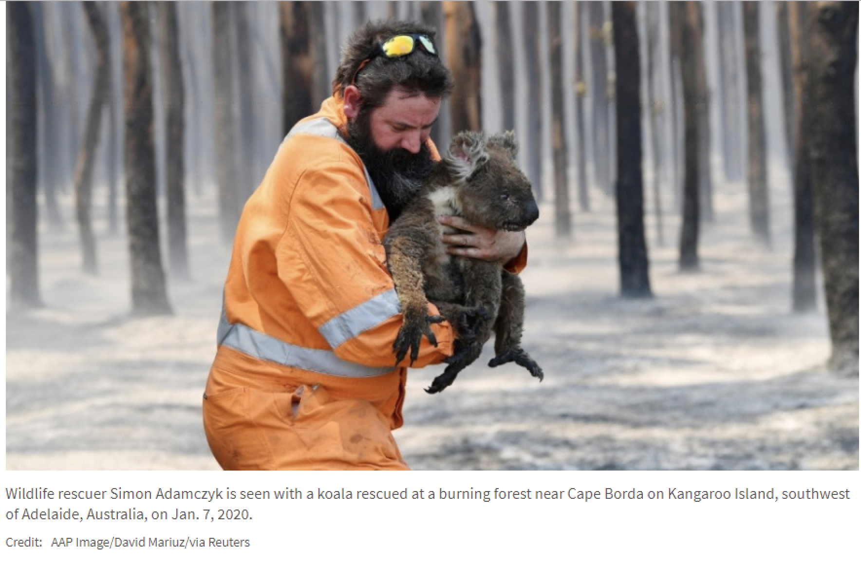 Donate to help animals affected by Australia fires