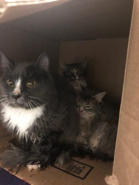 Cats abandoned in a box