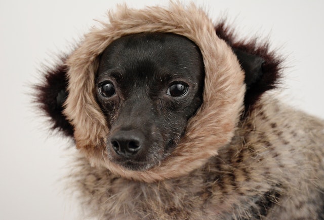 Cold weather pet accessories - Ontario SPCA and Humane Society