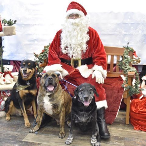 Millie, senior dog, santa clause