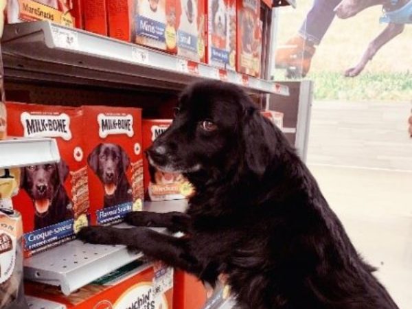 milk bone, dog in pet store