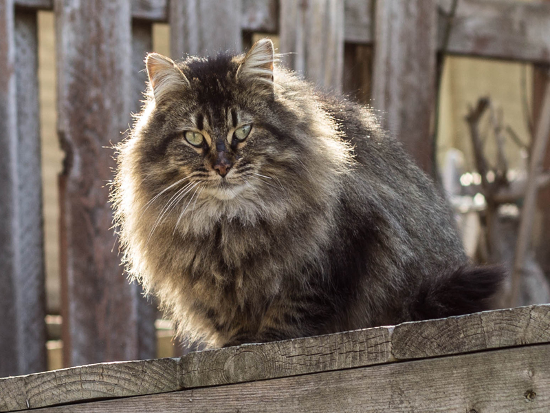 D.I.Y. Shelters  toronto street cats