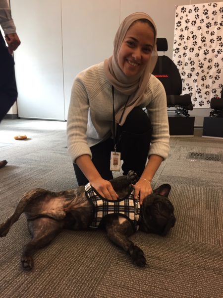 honda canada, donation drive, french bulldog