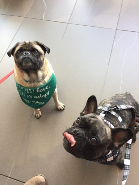 , donation drive, pug, french bulldog