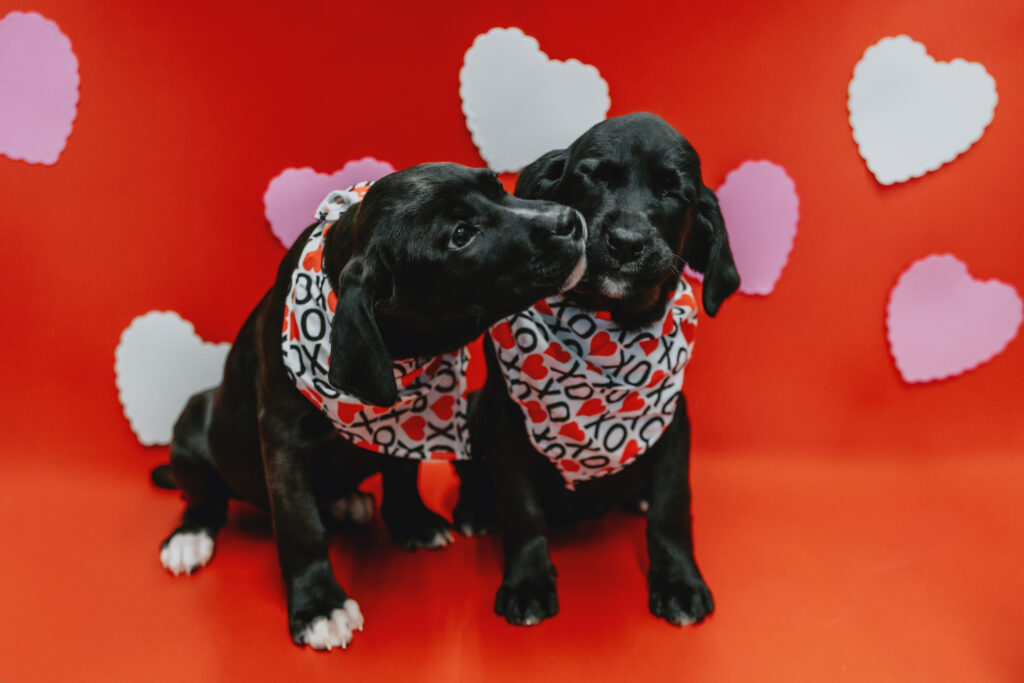 puppies with hearts