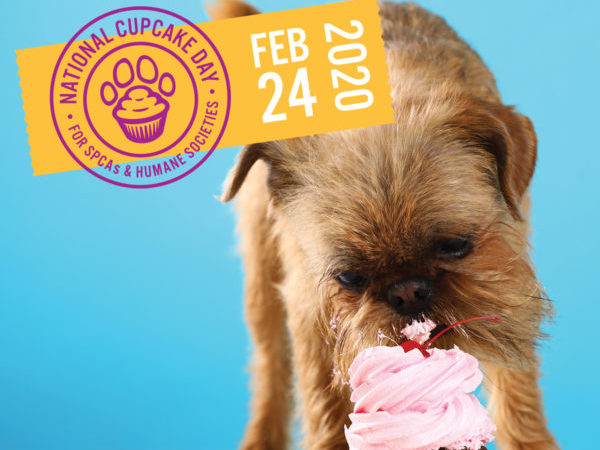 national cupcake day™, cupcake day, fundraiser, small dog and cupcake