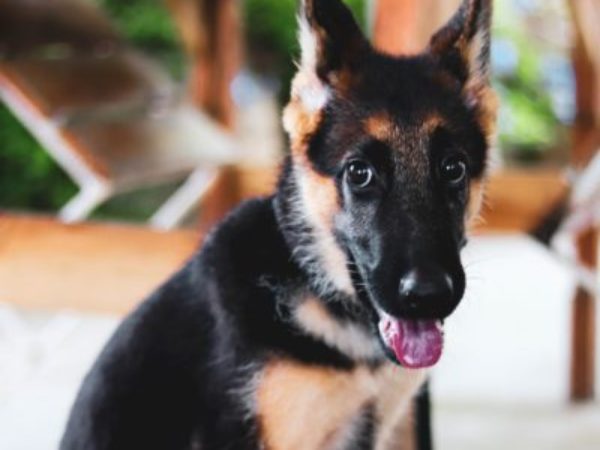 german shepherd, shelter health pro, canine behaviour