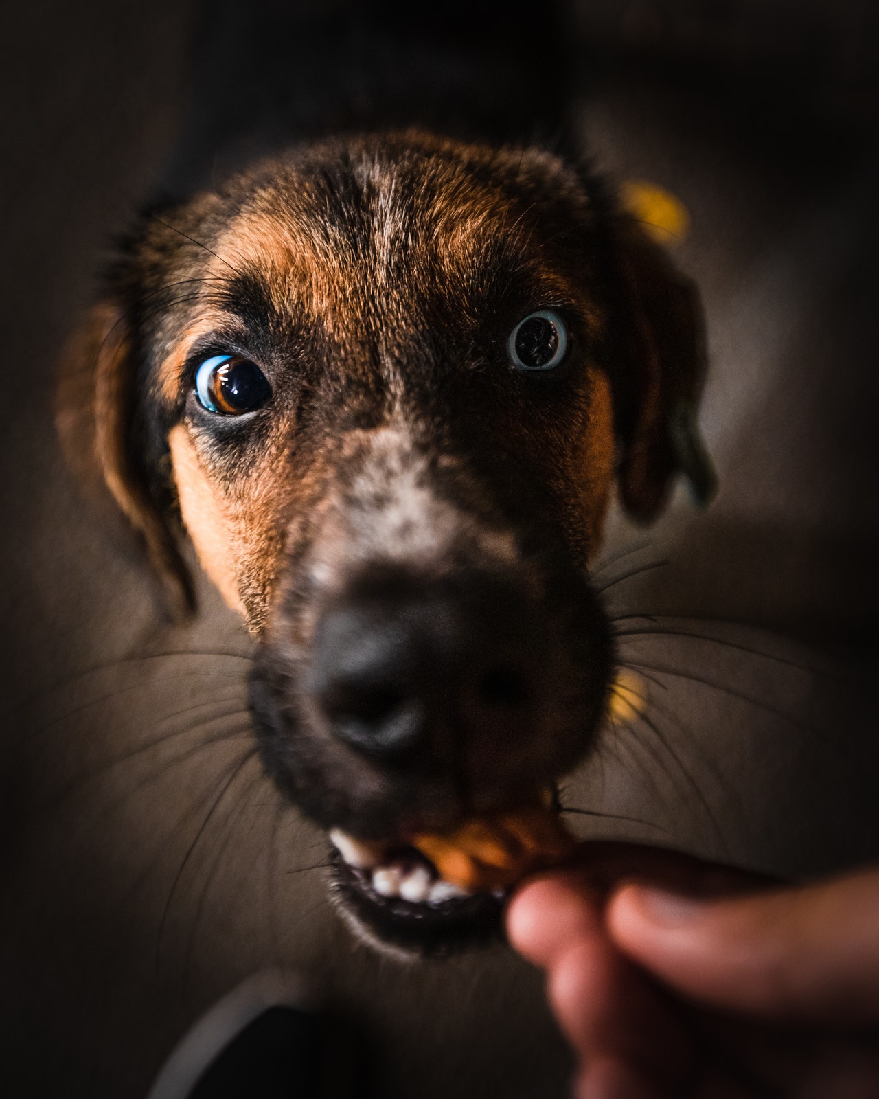 how to train dogs to eat together