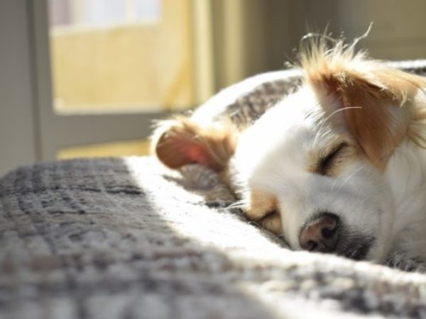 dog-sleeping-on-bed-daylight-savings
