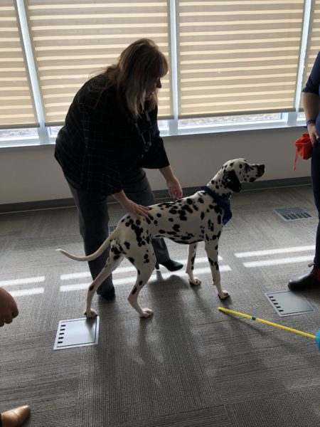 donation drive, dalmation dog