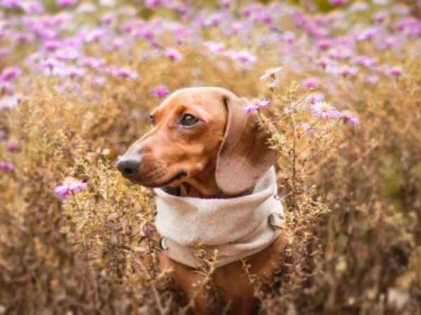 spring pet safety, spring safety, dog in field of flowers