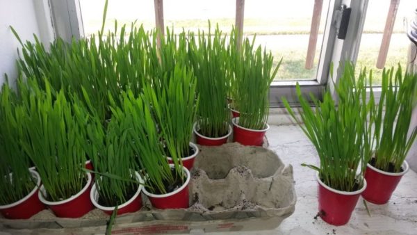 How to deals grow cat grass