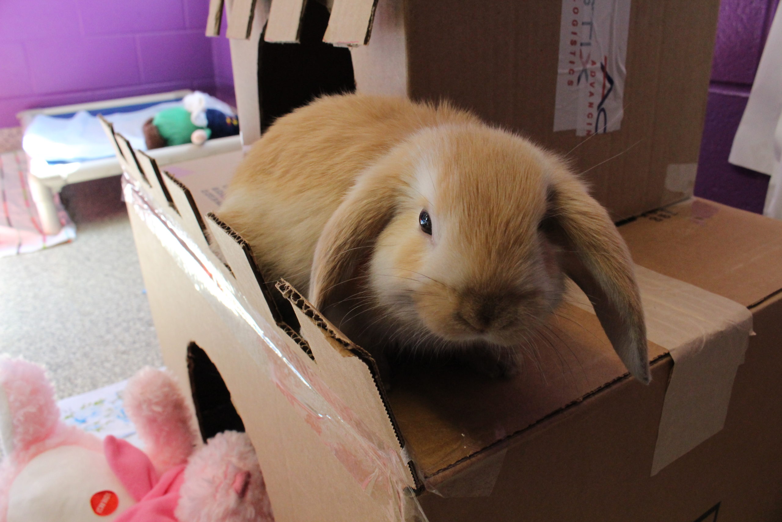 Taking care of store a pet rabbit