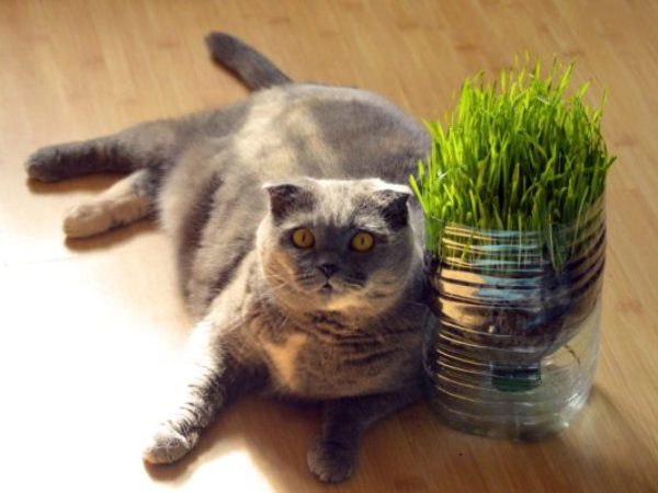 indoor cat grass, cat grass, from home activities