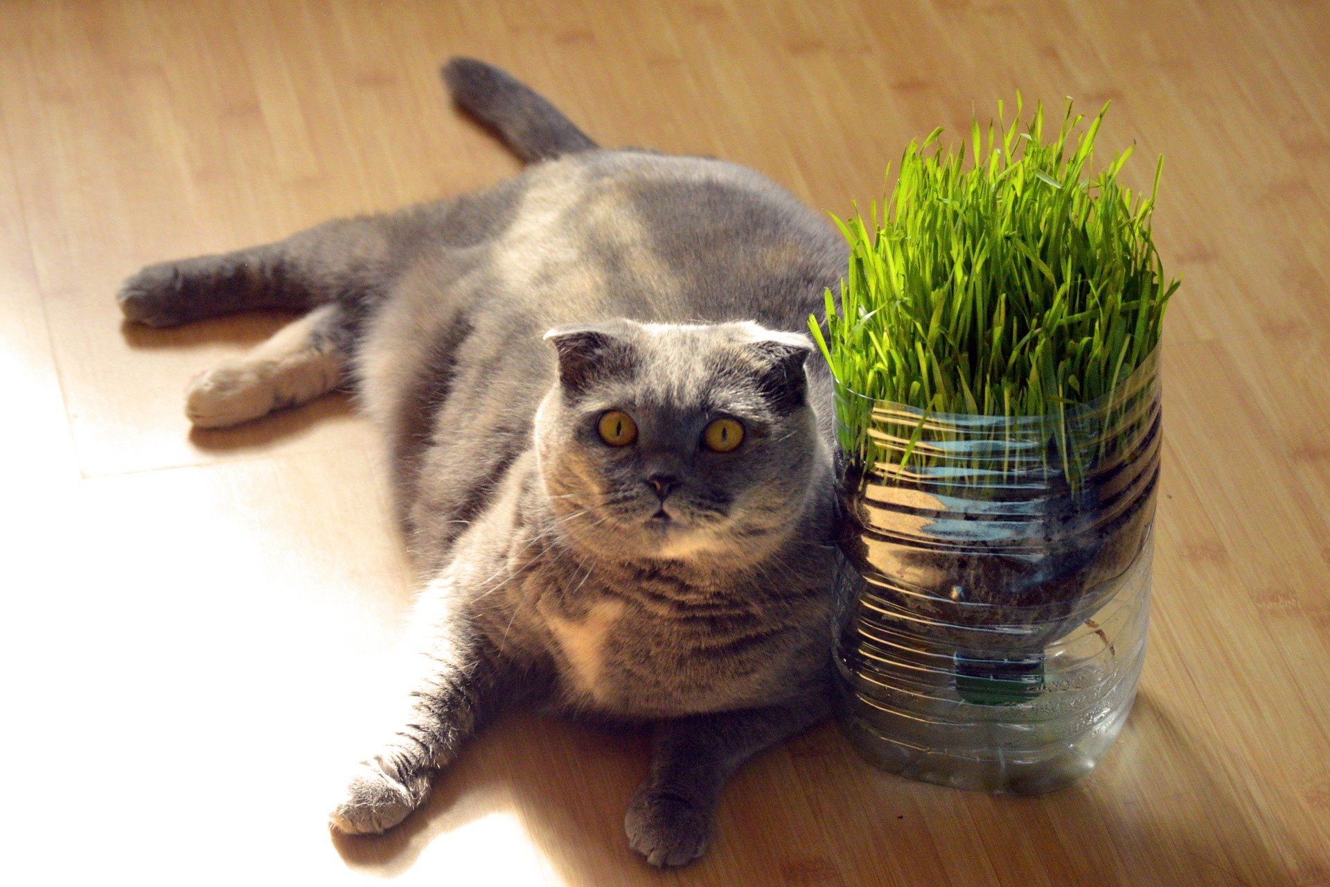 Planting store cat grass