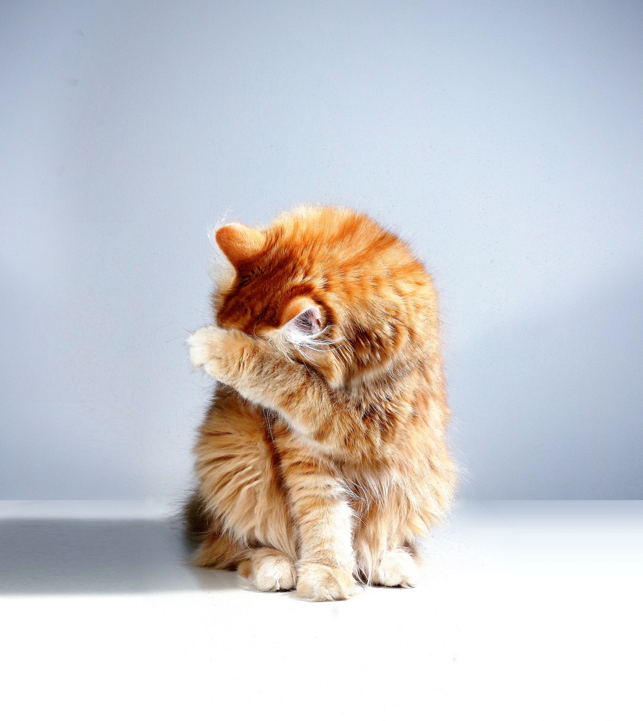 Understanding Cat Body Language & Behaviour