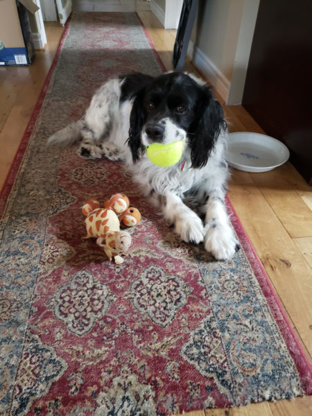 Nigel, quebec shelter, homeless dog