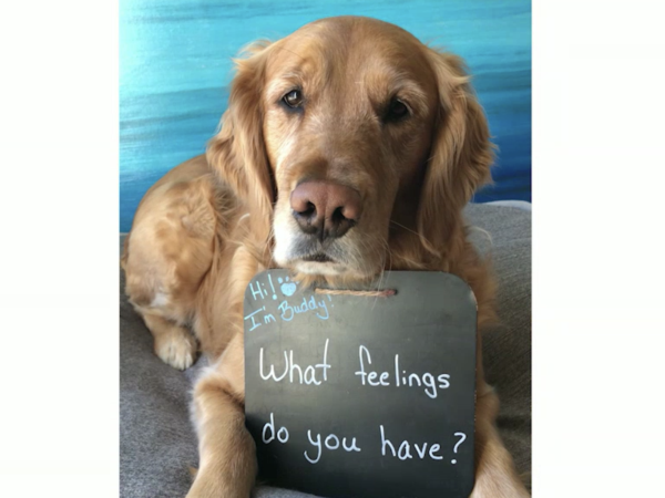 animalsmart™, Buddy asks a question, animalsmart, primary lesson