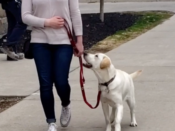 loose leash walking, training, dog training