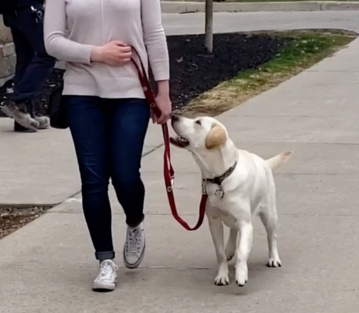 dog leash walking training