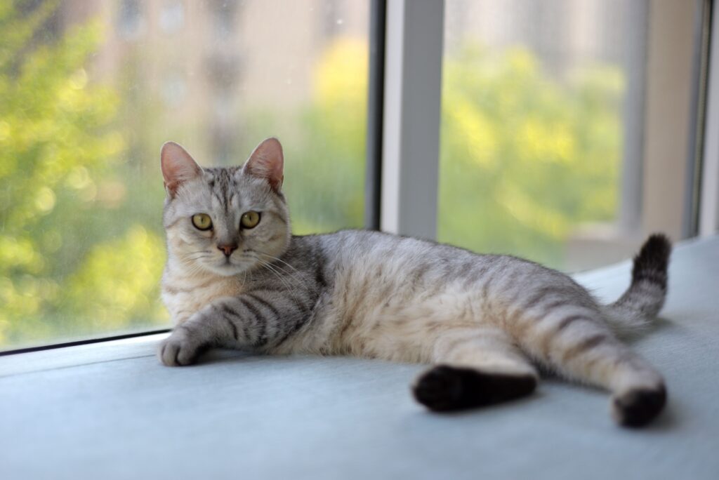 A silver tabby cat with green eyes lounges on a windowsill, looking toward the camera with a blurred view of green trees outside the window.