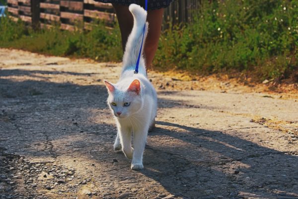 teach your cat to walk on a leash, cat training, cat on leash