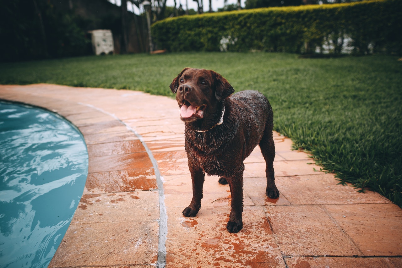 can labrador live in hot weather