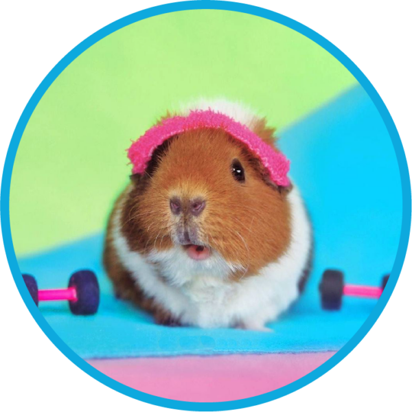 guinea craig, guinea pigs, sweat for pets