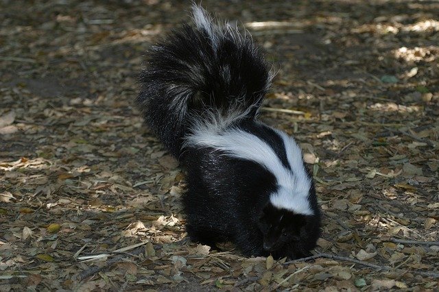 do skunks hibernate in indiana