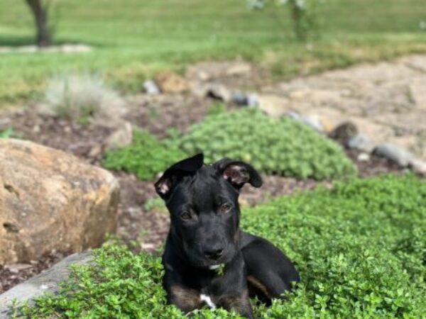 Puppy outside